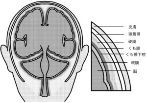 脳の膜の構造